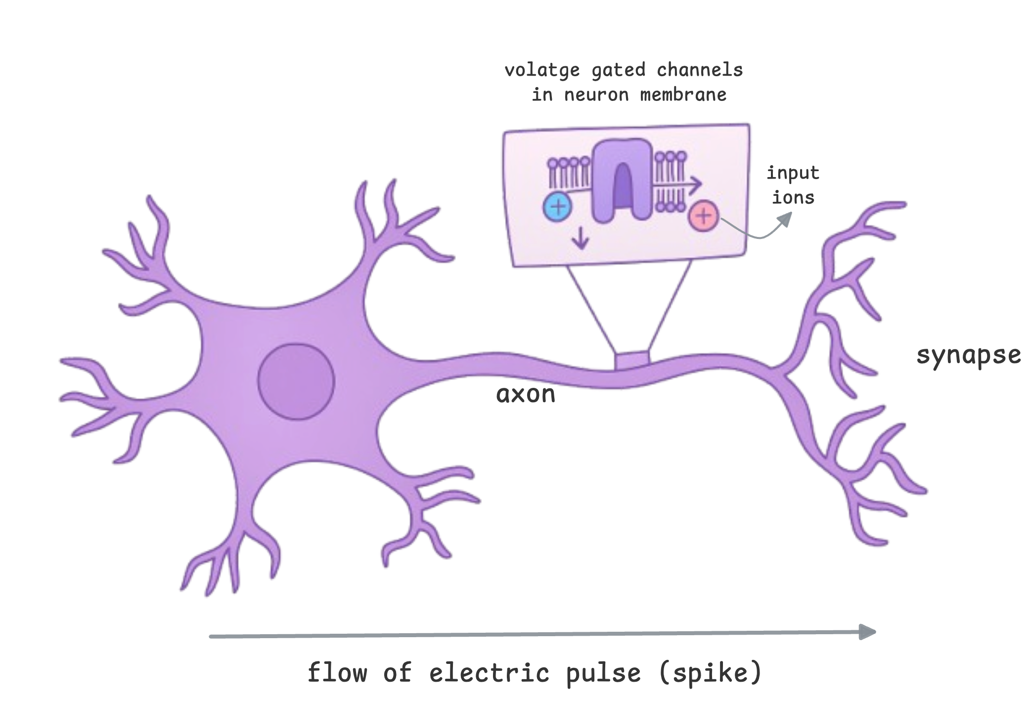 Diagram showing parts of a neuron including membrane, synapse, and action potential